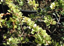 Berberis, plusieurs variété, feuillage rouge ou vert